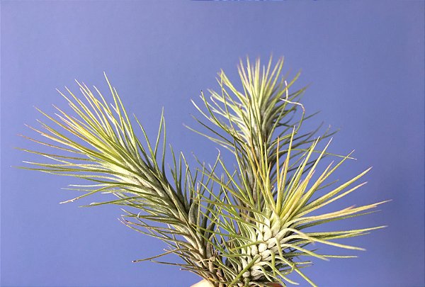 Tillandsia funkeana Var. Recurvifolia (Air Plant)