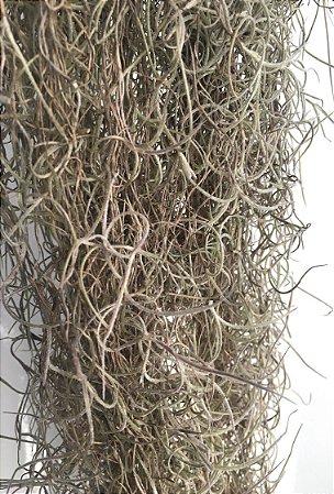 Tillandsia usneoides Var Brasil Gigante (Air Plant)