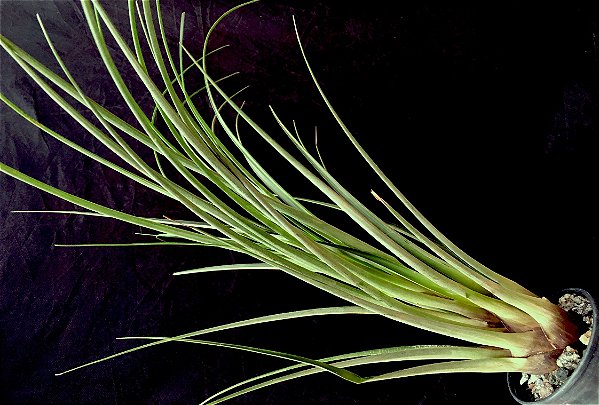 Tillandsia bathlotti