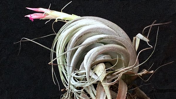 Tillandsia piauiensis (Air Plant)