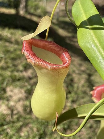 Nepenthes ventricosa "Porcelain" (Planta CARNIVORA)