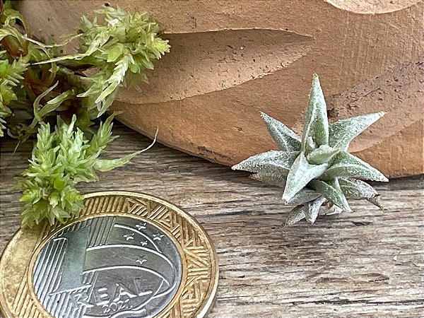 Tillandsia angulosa (Air Plant)