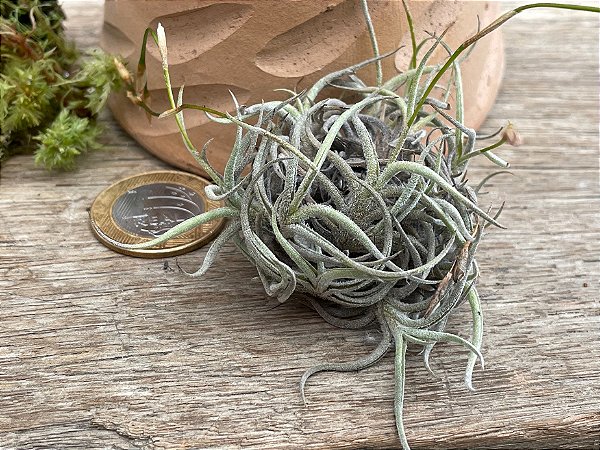 Tillandsia bandensis Air Plant)
