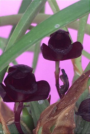 Maxillaria schunkeana