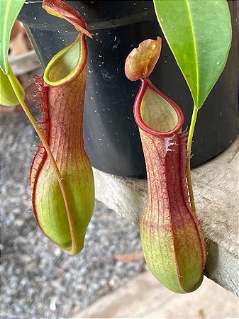 Nepenthes alata (Planta Carnívora)