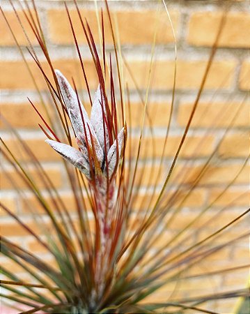 Tillandsia juncea (Air Plants)