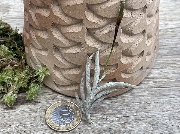 Tillandsia castellani (Air Plant)