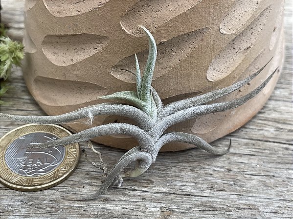 Tillandsia hirta Var Grande (Air Plant)