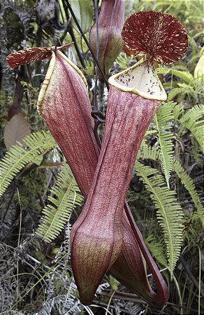 Nepenthes eustackya (Planta Carnívora)