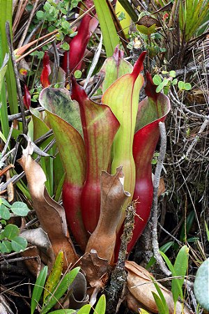 Heliamphora chimantensis 'Chimanta Tepui (Planta Carnívora)