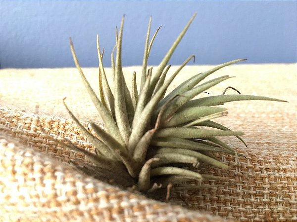 Tillandsia loliacea (Air Plant)