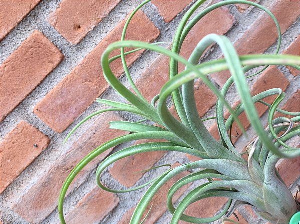 Tillandsia caput-medusae x brachycaulos (Air Plant)