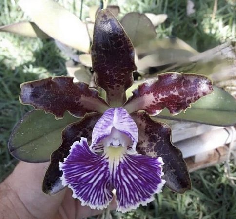 Cattleya schilleriana "Rubra"x "Labelão" (Orquídea)