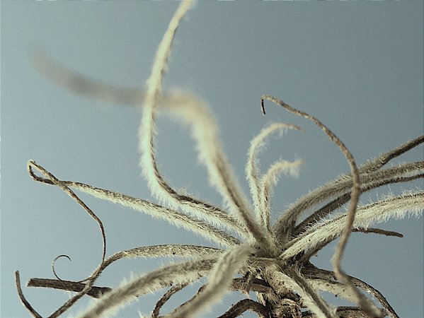 Tillandsia graomogolensis (Air Plant)