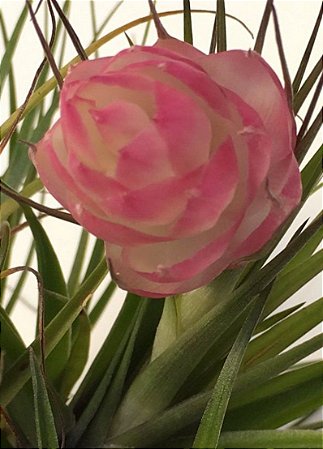 Tillandsia stricta "SC" (Air Plant)