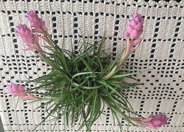 Tillandsia stricta Var Sol (Air Plant)