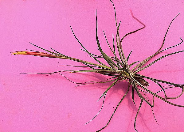 Tillandsia schiedeana (Air Plant)