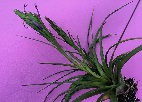 Tillandsia polystachia "Lagunita" (Air Plant)