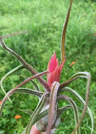 Tillandsia pruinosa (Air Plant)