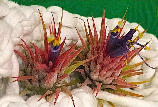 Tillandsia ionantha Var. Rubra (Air Plant)