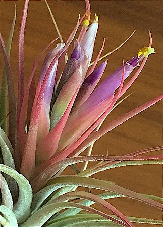 Tillandsia scaposa (Air Plant)