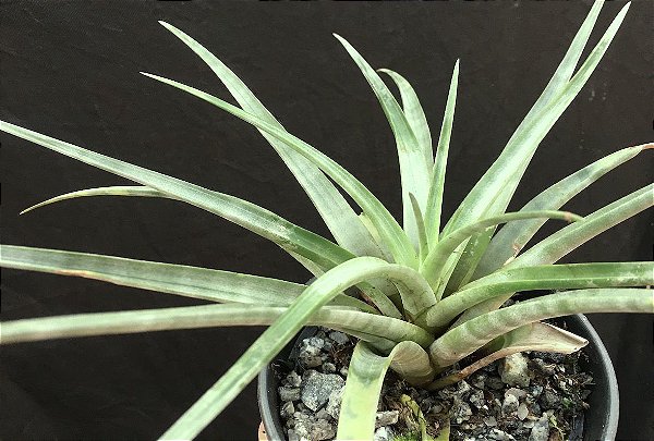 Tillandsia flexuosa Var Vivipara