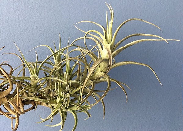 Tillandsia bergeri Var Gigantea (Air Plant)