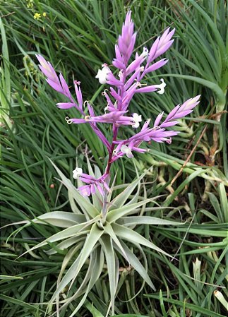 Tillandsia cacticola Hibrida (Air Plant)