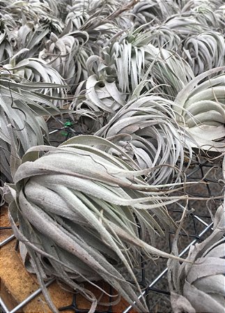 Tillandsia chapeuense (Air Plant)