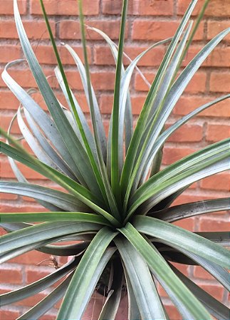 Tillandsia baguagrandensis