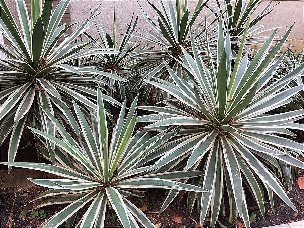 Agave americano Variegado