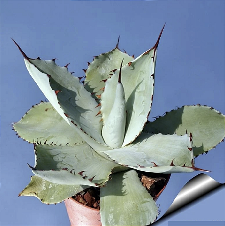 Agave potatorum