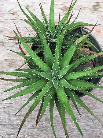 Haworthia fasciata (Planta zebra)