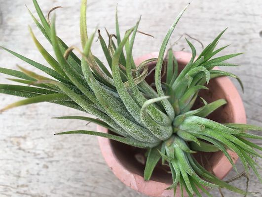 Tillandsia ionantha Var Peach (Air Plant)