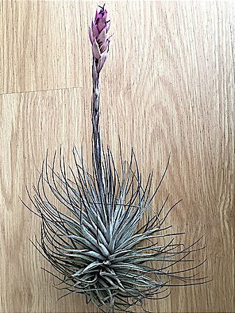 Tillandsia xFeatherduster (Air Plant)