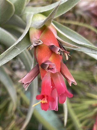 Tillandsia edithae (Air Plant)