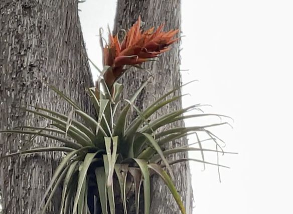 Tillandsia ponderosa "Sacatepec"