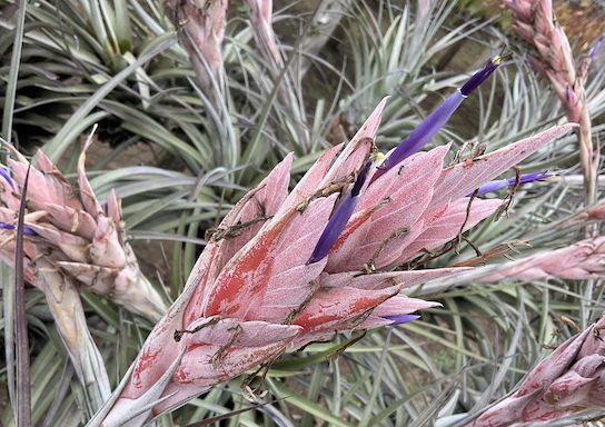 Tillandsia carrilloi "Caravela" (Air Plant)