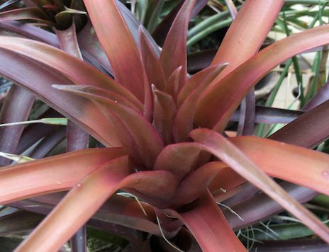 Tillandsia capitata "Sonora" (Air Palnt)