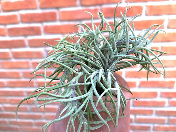 Tillandsia capilaris (Air Plant)