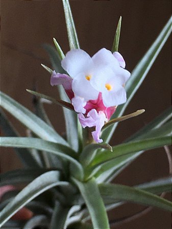 Tillandsia tenuifolia Var. Strobiliformis (Air Plant)