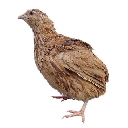 6 Dúzia De Ovos Férteis De Codorna Japonesa - Japônica + Embalagem e Brinde