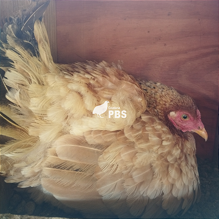 1 Dúzia de Ovos Férteis de Galinha Caipira - Ovos de Casca Mesclada + Embalagem e Brinde