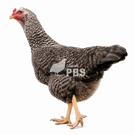 1 Dúzias de Ovos Férteis de Galinha Caipira - Ovos de Casca Mesclada + Embalagem e Brinde
