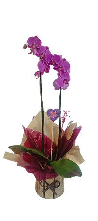 Orquídea Phalaenopsis com 2 Hastes – Elegância em Cada Detalhe