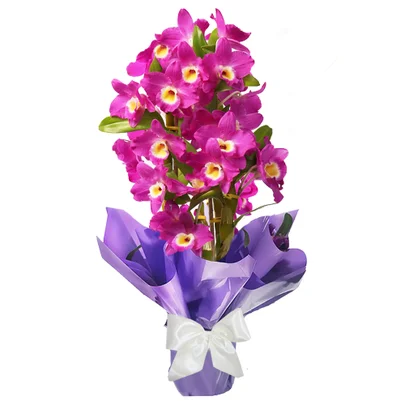 Orquidea Phaleonopsia Dendoblium