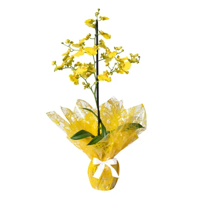 Orquidea chuva de ouro