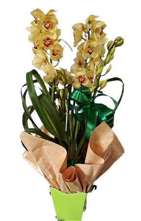 Orquidia cimbidium