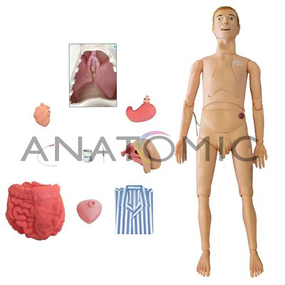 Manequim Adulto Bissexual, com Órgãos Internos para Enfermagem TZJ-0502-S