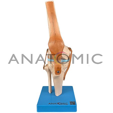 Modelo Articulado do Joelho Com Ligamentos TGD-0164C